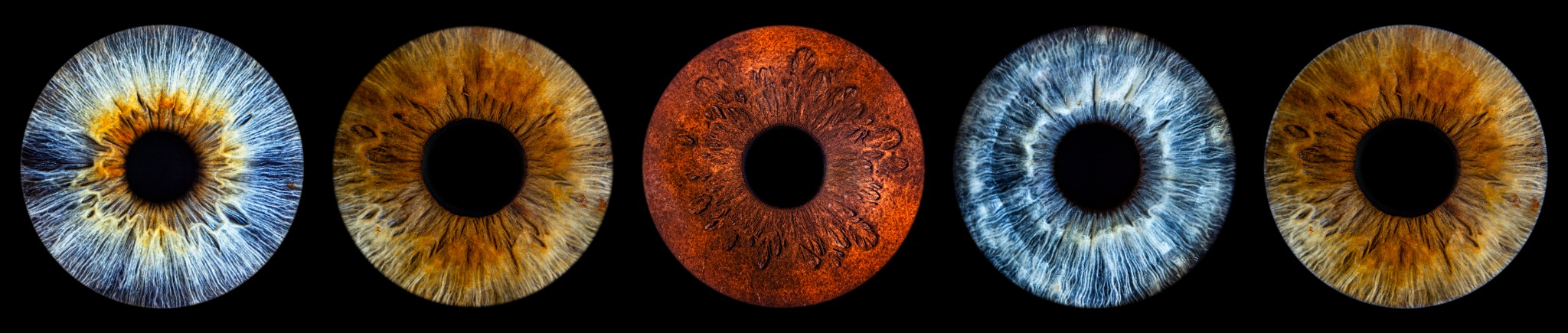 Composizione panoramica originale con cinque iridi